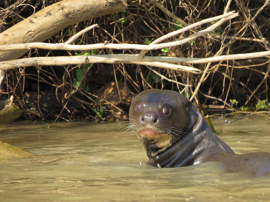 Pousada Reserva Ecologica Jaguar Poconé Esterno foto