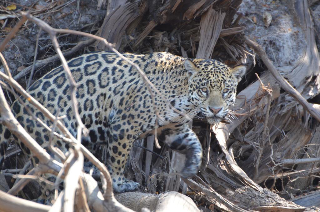Pousada Reserva Ecologica Jaguar Poconé Esterno foto