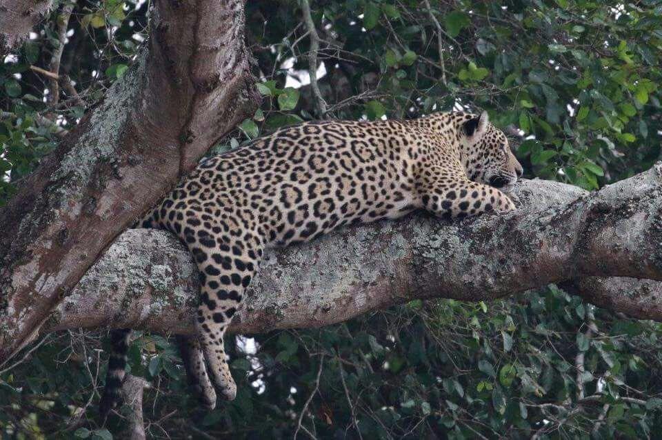 Pousada Reserva Ecologica Jaguar Poconé Esterno foto