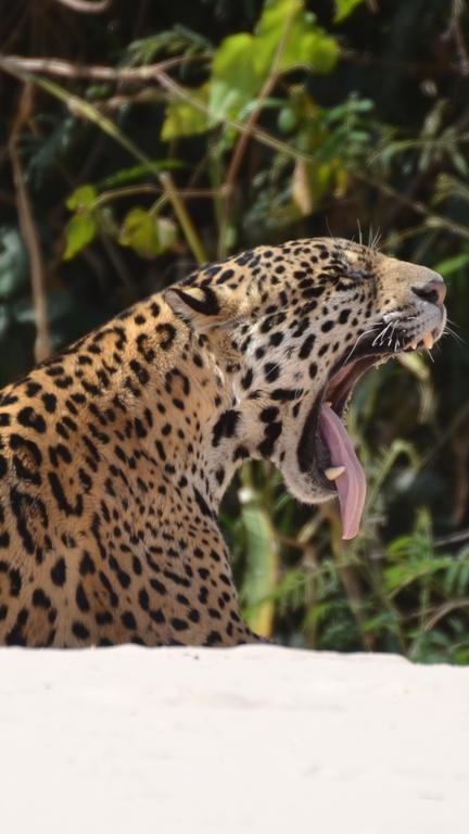 Pousada Reserva Ecologica Jaguar Poconé Esterno foto