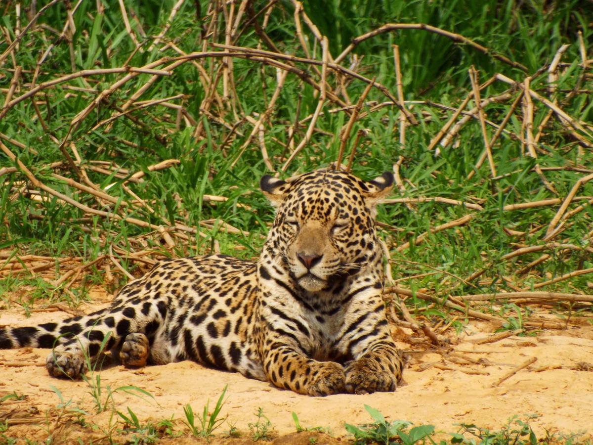 Pousada Reserva Ecologica Jaguar Poconé Esterno foto