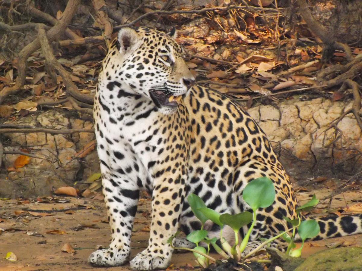 Pousada Reserva Ecologica Jaguar Poconé Esterno foto